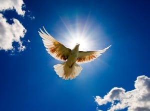 Holy Spirit Dove flying
